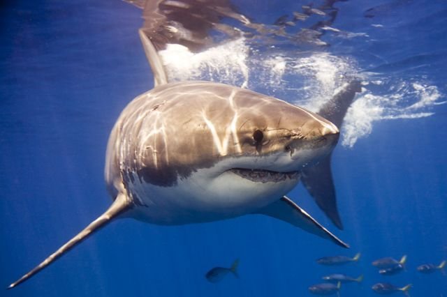 Стоит ли переживать при встрече с акулой?