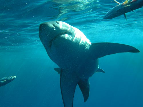 Акулы. Чем они опасны для любителя подводной охоты