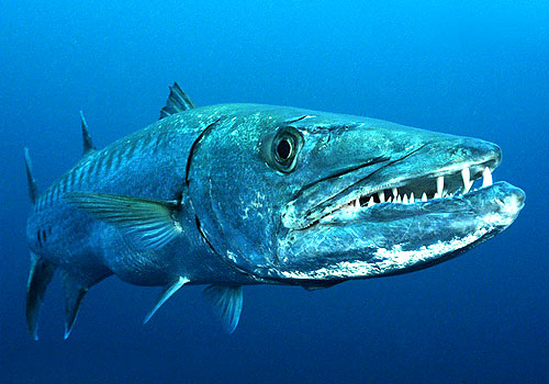 Опасные рыби Красного моря