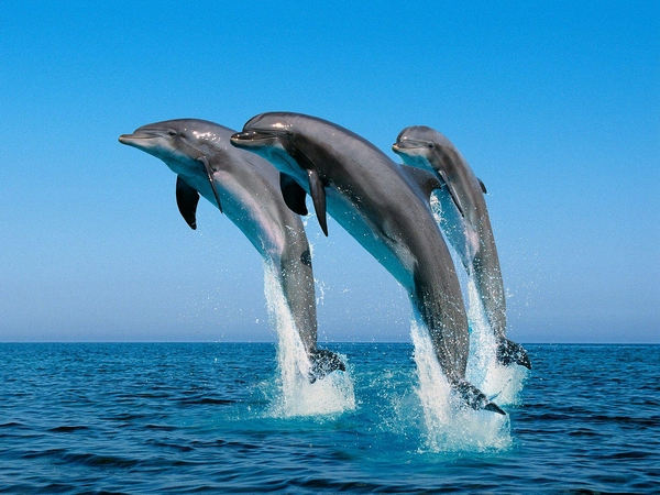 Дельфины – «братья по разуму» или потенциальная опасность?
