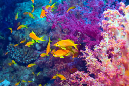 Почему болеют коралловые рифы?