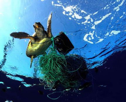 Гибель морских черепах от рыболовных снастей