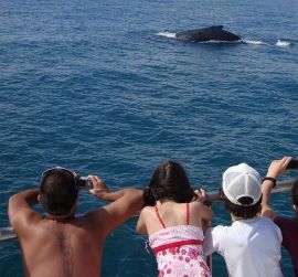 Лучшее место для наблюдения за китами