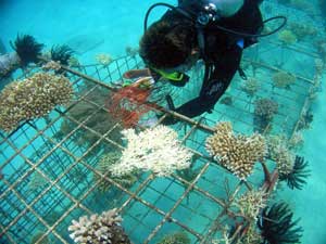 Коралловые рифы на Бали спасают с помощью электричества