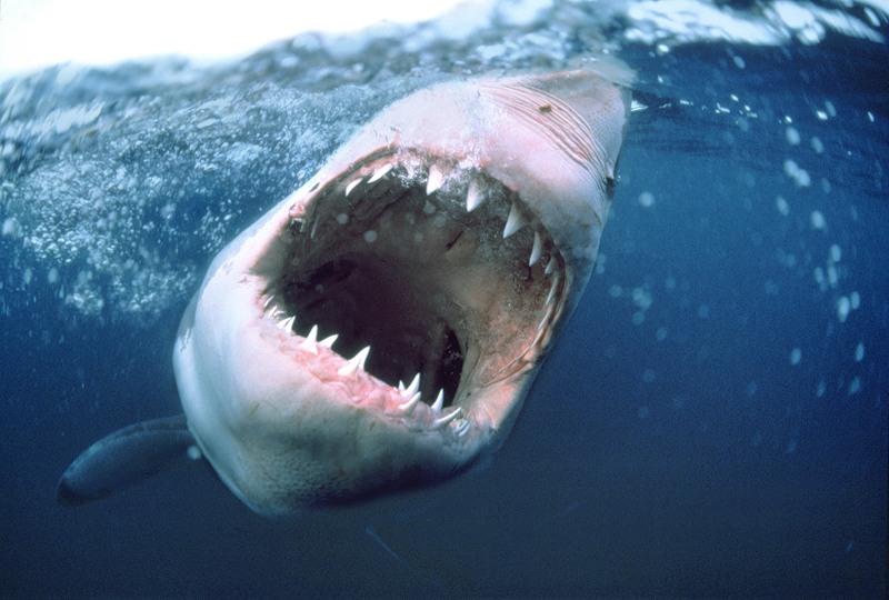 Охота за акулой-убийцей в Египте