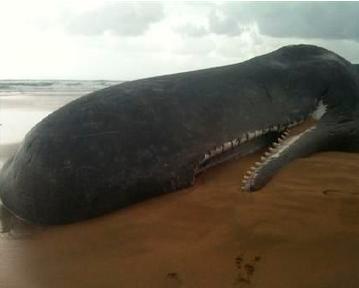 Был обнаружен мертвый кит длиной 15 метров