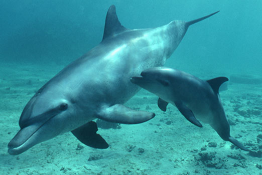 В защите от микробов поможет кожа дельфинов