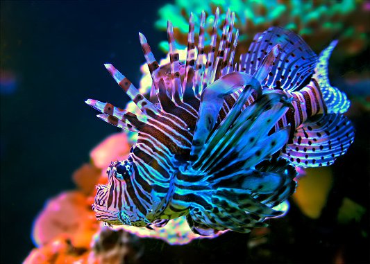 Богатство морских глубин Австралии