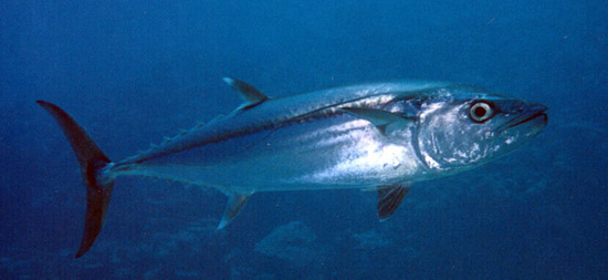 Собакозубый тунец