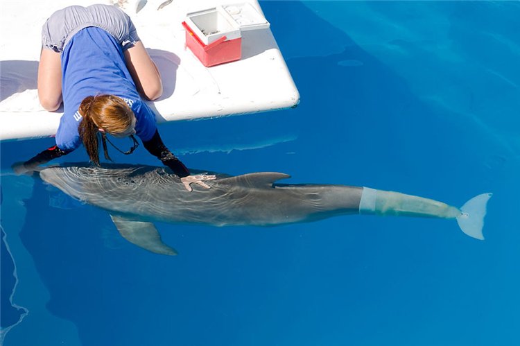 Бионический дельфин и люди