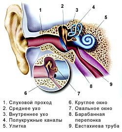 Как избежать проблем с ушами