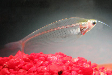 Прозрачная рыбка помогла изучить механизм движения тела