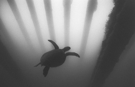 Черно-белая красота подводного мира